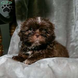 Cuddles, Shih Tzu Puppy